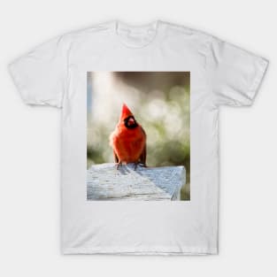 Male cardinal T-Shirt